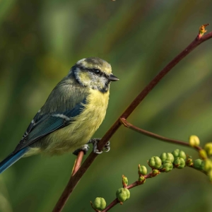 Redwell   Sept   2016 (64 Of 132) Edit.jpg